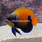 Blue Girdled Angelfish, Adult (click for more detail)