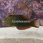 Ornate Leopard Wrasse EXPERT ONLY (click for more detail)