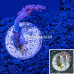 USA Cultured Tree Coral (click for more detail)
