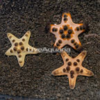 Chocolate Chip Sea Star, Trio (click for more detail)