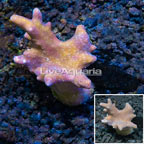 Devil's Hand Leather Coral Indonesia (click for more detail)