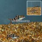 LiveAquaria® Captive-Bred Arulius Barb, Group of Five (click for more detail)
