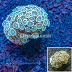 Alveopora Coral Indonesia (click for more detail)