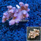 Fat Finger Leather Coral Indonesia (click for more detail)