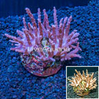 Tree Coral Indonesia (click for more detail)