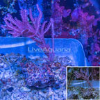 Pink Gorgonian Coral (click for more detail)