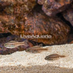Oxina Cardinalfish (Trio) (click for more detail)