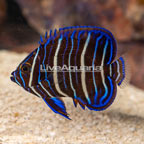 Chrysurus Angelfish, Juvenile [Blemish] (click for more detail)
