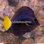 Purple Tang [Blemish] (click for more detail)