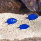 Blue Sapphire Damselfish (Trio) (click for more detail)