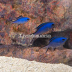 Caribbean Blue Reef Chromis, Trio (click for more detail)