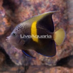 Maculosus Angelfish (click for more detail)
