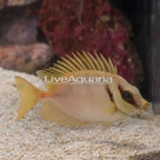 Blue Spotted Rabbitfish  (click for more detail)