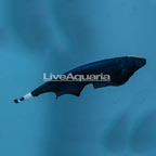 Black Ghost Knife Fish  (click for more detail)