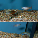 Red Rainbowfish (Group of 5) (click for more detail)