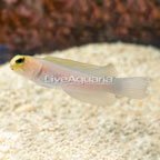 Pearly Yellowhead Jawfish [Blemish] (click for more detail)