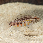 Lantern Basslet (click for more detail)