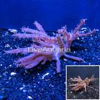 Tree Coral Indonesia (click for more detail)