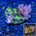 Tree Coral Indonesia (click for more detail)