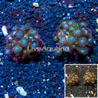Zoanthus Coral Pair Indonesia (click for more detail)