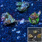 Zoanthus Coral Indonesia, Three Pack (click for more detail)