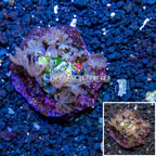 Pom Pom Xenia Indonesia (click for more detail)