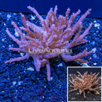 Tree Coral Indonesia (click for more detail)