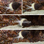 Black & White Chromis, 4 Lot (click for more detail)