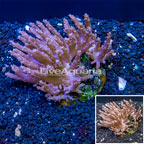 Tree Coral Indonesia (click for more detail)