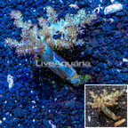 Pineapple Tree Coral Indonesia (click for more detail)