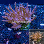 Tree Coral Indonesia (click for more detail)