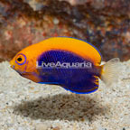Flameback Angelfish (click for more detail)