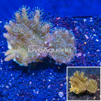 Devil's Hand Leather Coral Indonesia (click for more detail)