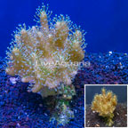 Devil's Hand Leather Coral Indonesia (click for more detail)