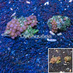 Zoanthus Coral Vietnam, Two Pack (click for more detail)