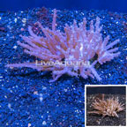 Tree Coral Indonesia (click for more detail)