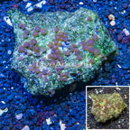 Zoanthus Coral Vietnam (click for more detail)