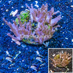 Tree Coral Indonesia (click for more detail)