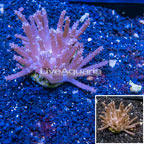 Tree Coral Indonesia (click for more detail)
