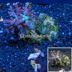 Pineapple Tree Coral Indonesia (click for more detail)
