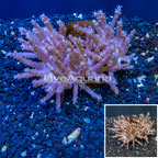 Tree Coral Indonesia (click for more detail)