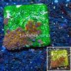 Zoanthus Coral Australia (click for more detail)