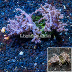 Sinularia Leather Coral Indonesia (click for more detail)