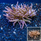 Tree Coral Indonesia (click for more detail)