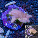Devil's Hand Leather Coral Indonesia (click for more detail)