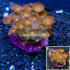 Protopalythoa Coral Indonesia (click for more detail)