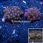 Zoanthus Coral Indonesia, Two Pack (click for more detail)