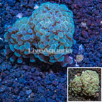 LiveAquaria® Cultured Hammer Coral (click for more detail)