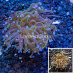 LiveAquaria® Cultured Torch Coral (click for more detail)