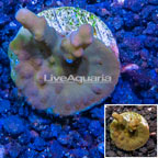 LiveAquaria® Cultured Acropora Coral (click for more detail)